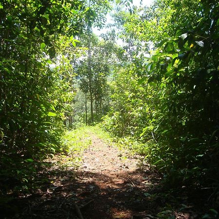 Isla Violin Eco-Lodge Drake Bay Luaran gambar