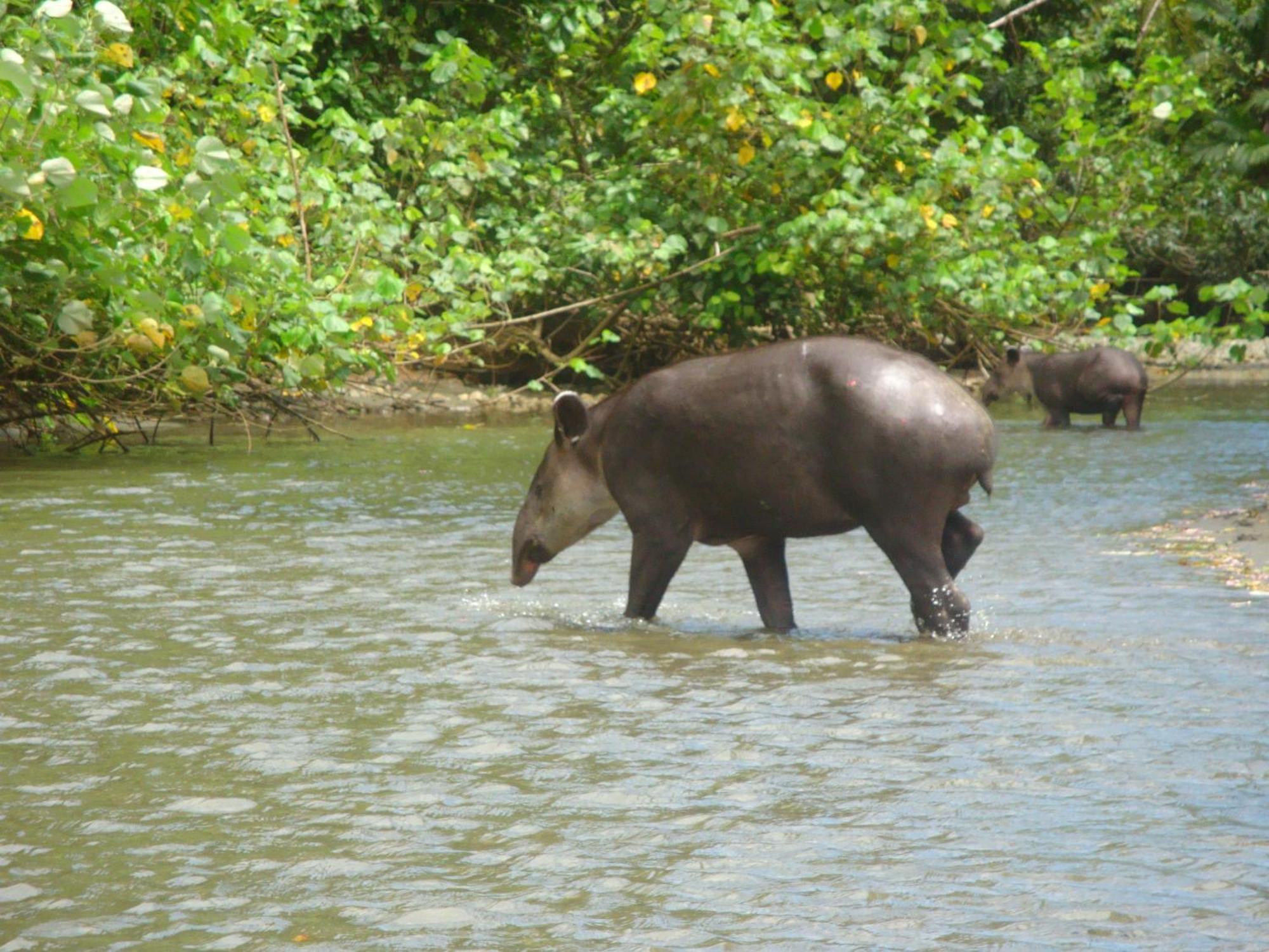 Isla Violin Eco-Lodge Drake Bay Luaran gambar
