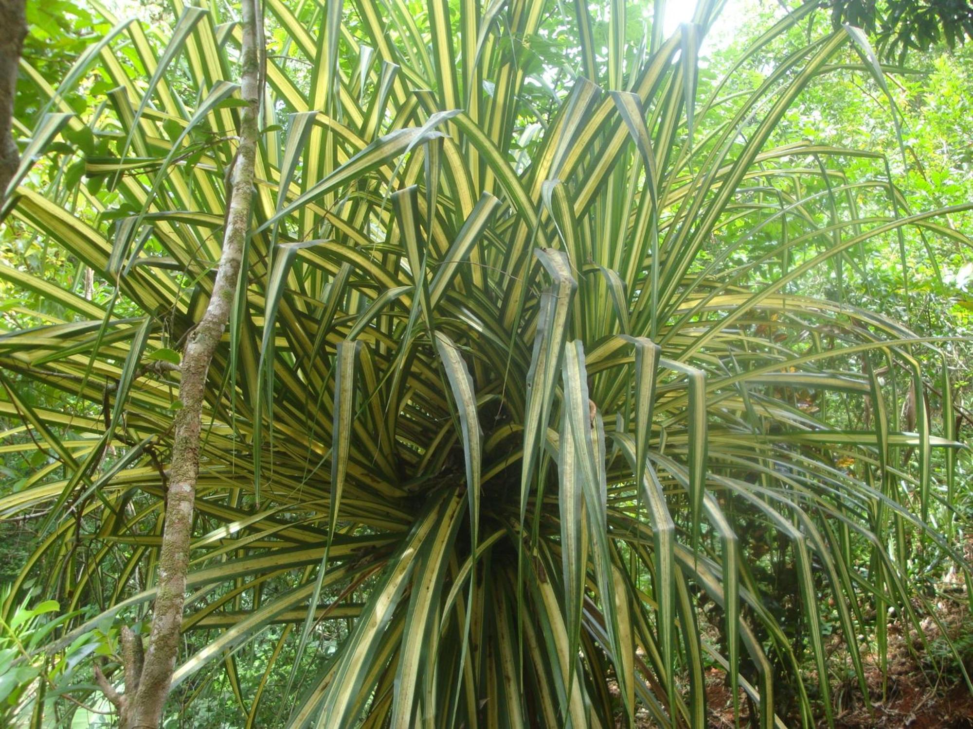 Isla Violin Eco-Lodge Drake Bay Luaran gambar