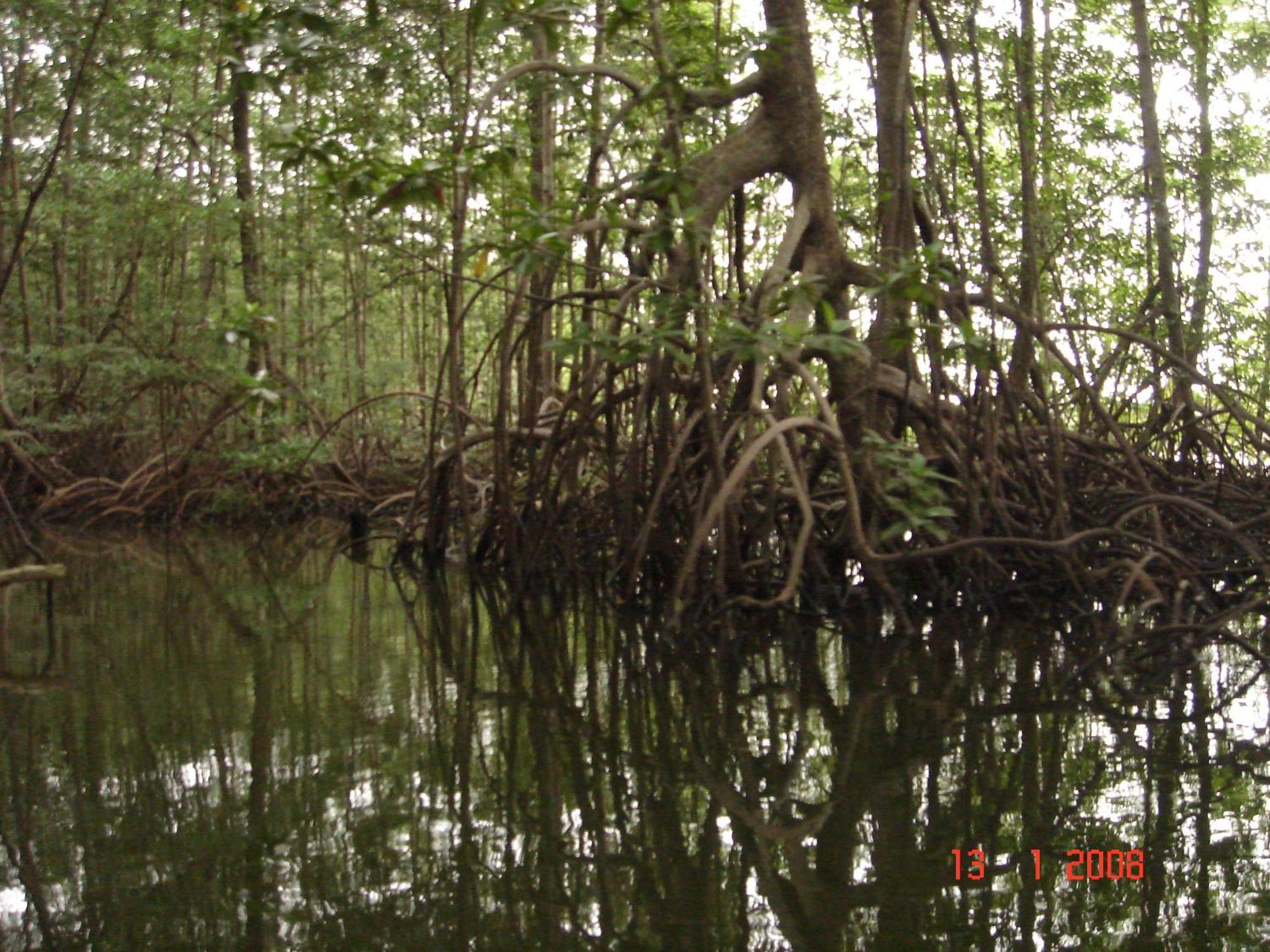 Isla Violin Eco-Lodge Drake Bay Luaran gambar
