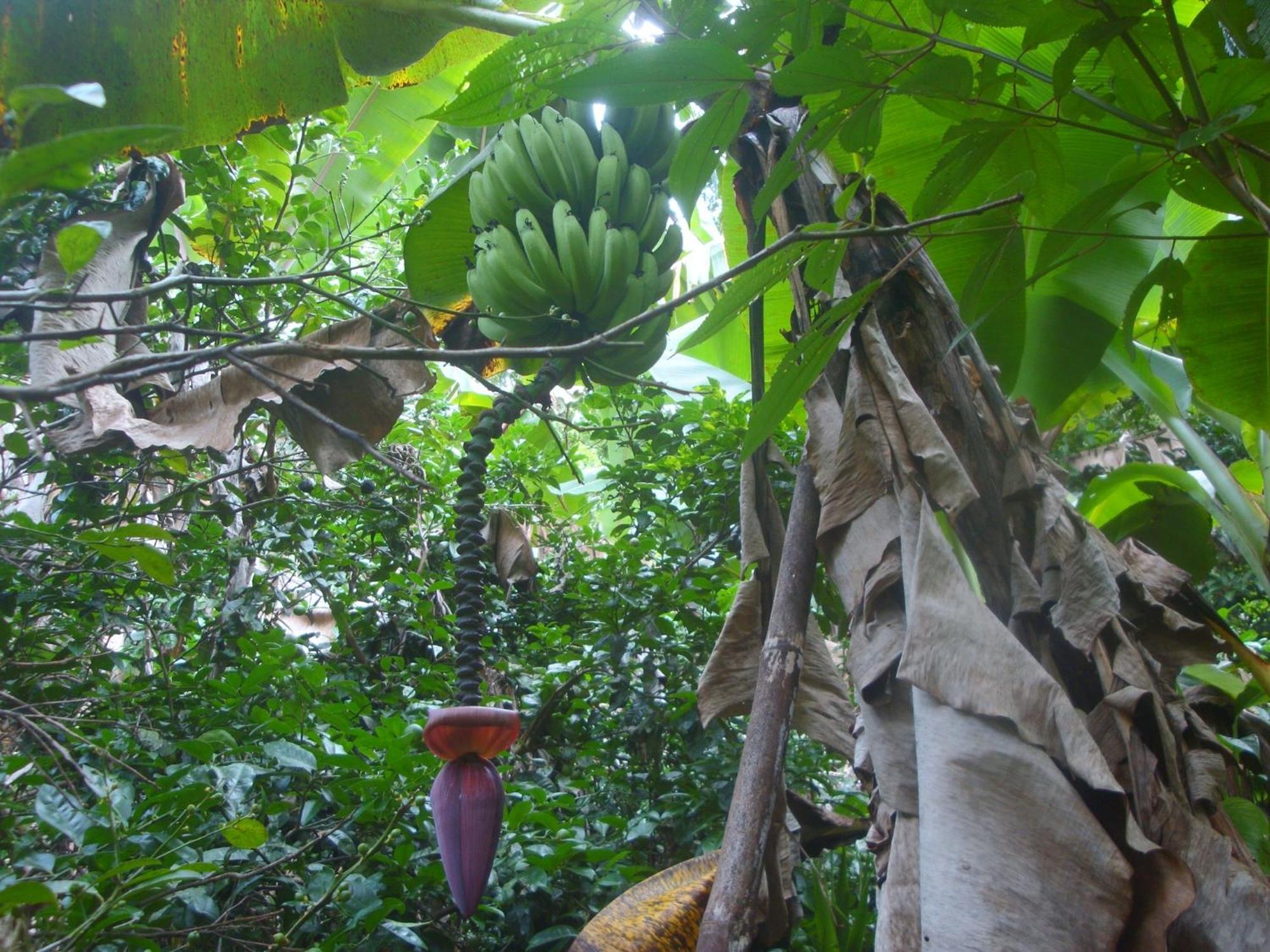 Isla Violin Eco-Lodge Drake Bay Luaran gambar
