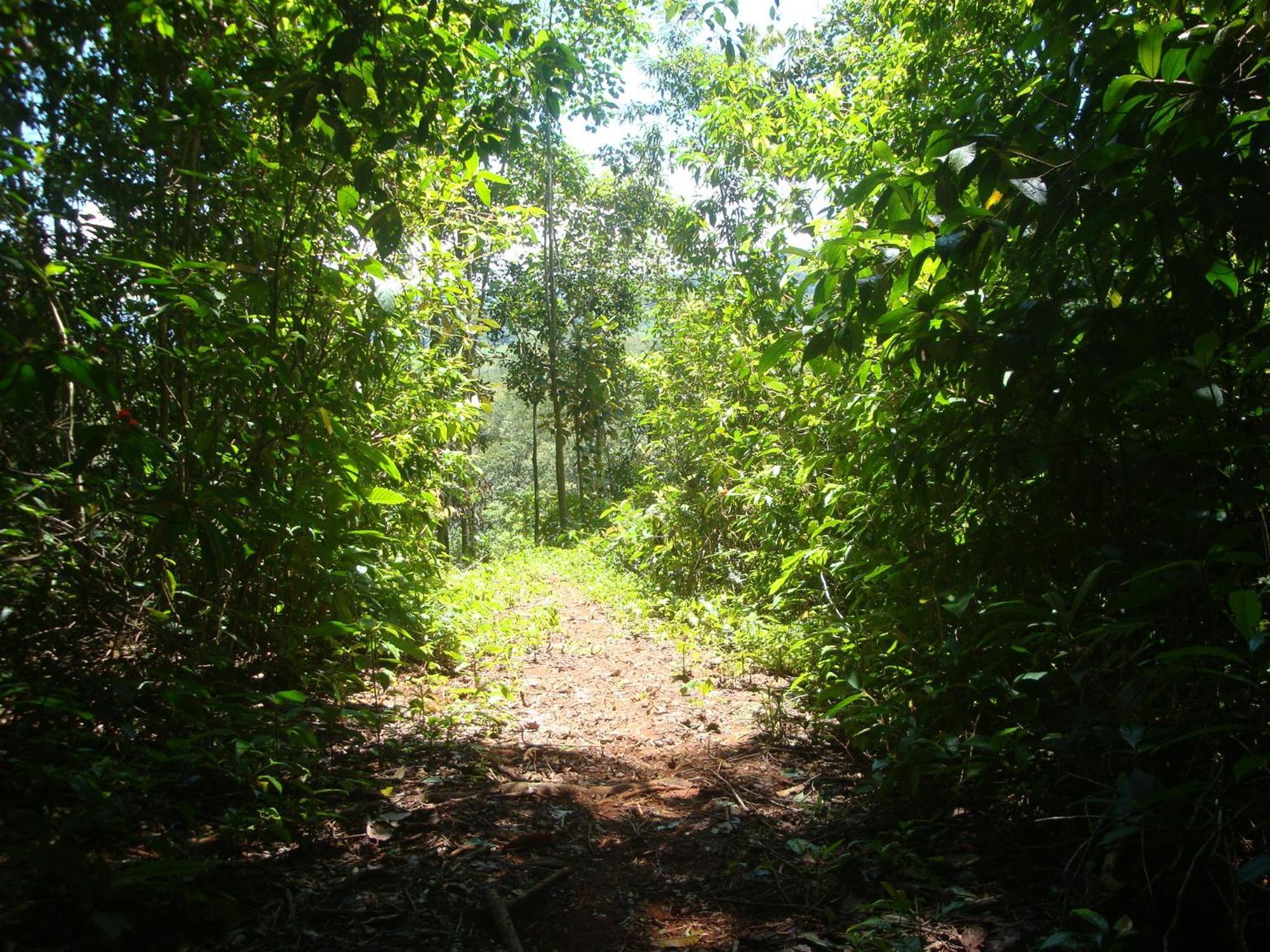 Isla Violin Eco-Lodge Drake Bay Luaran gambar
