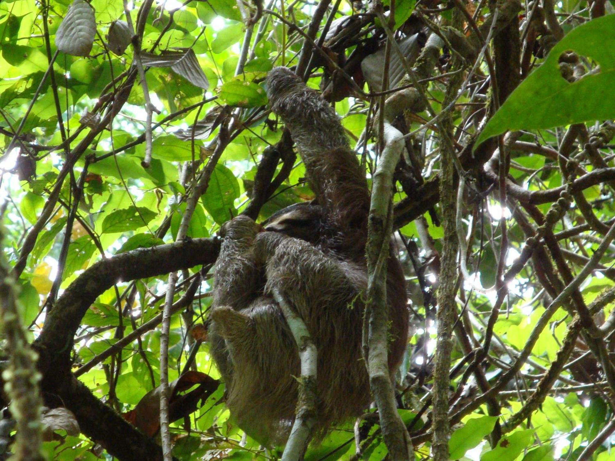 Isla Violin Eco-Lodge Drake Bay Luaran gambar