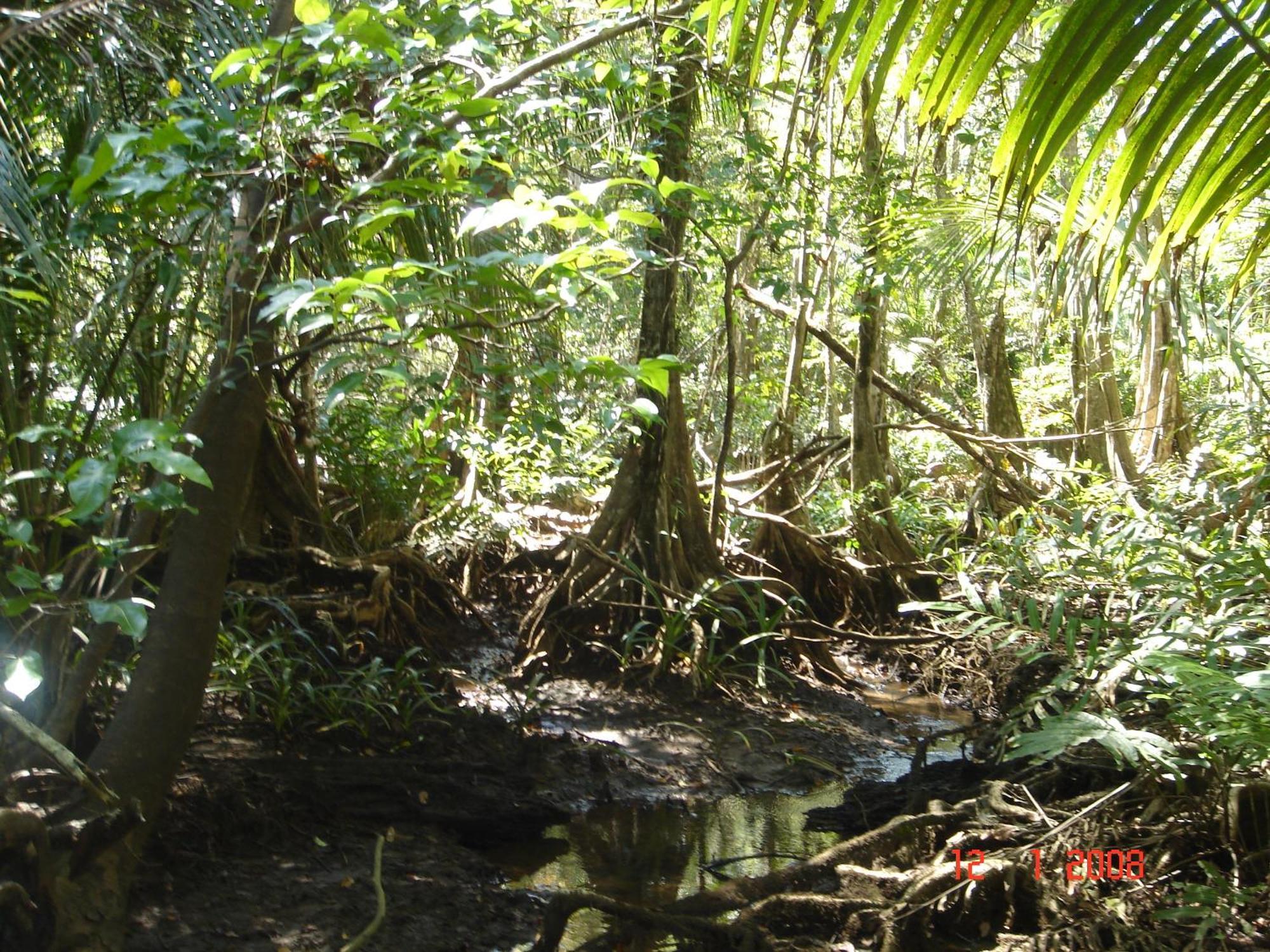 Isla Violin Eco-Lodge Drake Bay Luaran gambar