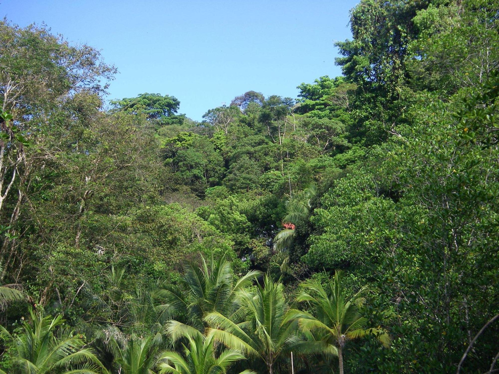 Isla Violin Eco-Lodge Drake Bay Luaran gambar
